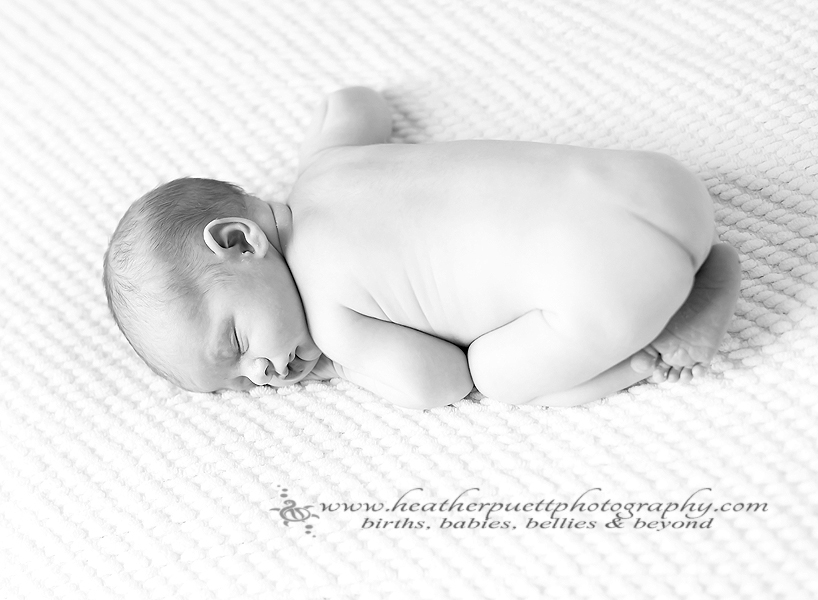 everett washington newborn photographer